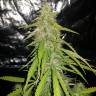 мощные семена конопли Auto CBD New York Diesel feminised мощные семена конопли Auto CBD New York Diesel feminised