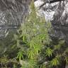 семена индийской конопли Auto CBD New York Diesel feminised семена индийской конопли Auto CBD New York Diesel feminised