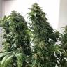 семена конопли для посадки купить Jack regular Ganja Seeds