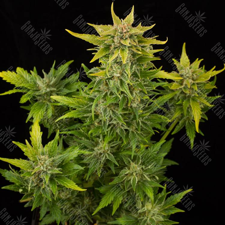 заказать качественные семена конопли Auto Fruit feminised Dinafem Seeds заказать качественные семена конопли Auto Fruit feminised Dinafem Seeds