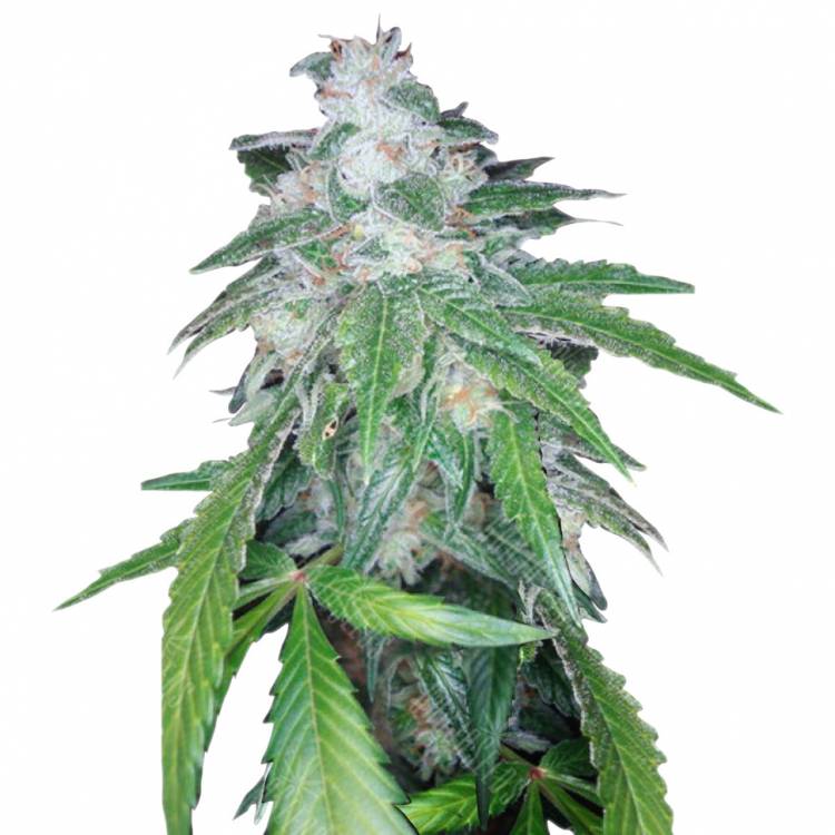 семена конопли марихуаны The OG #18 x Skunk (O.G. Skunk) regular DNA Genetics семена конопли марихуаны The OG #18 x Skunk (O.G. Skunk) regular DNA Genetics
