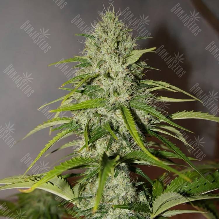 купить семена конопли Auto Grapefruit feminised Fast Buds купить семена конопли Auto Grapefruit feminised Fast Buds