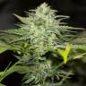 семена конопли гидропоники Sapphire OG feminised Humboldt Seeds семена конопли гидропоники Sapphire OG feminised Humboldt Seeds