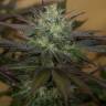 мощные семена конопли Sapphire OG feminised Humboldt Seeds мощные семена конопли Sapphire OG feminised Humboldt Seeds