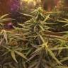 конопля семена сорта заказать Blue Mystic feminised Nirvana Seeds конопля семена сорта заказать Blue Mystic feminised Nirvana Seeds