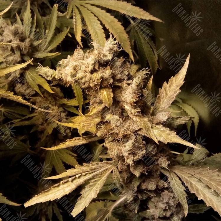 семена конопли в России Original White Widow feminised Paradise Seeds семена конопли в России Original White Widow feminised Paradise Seeds