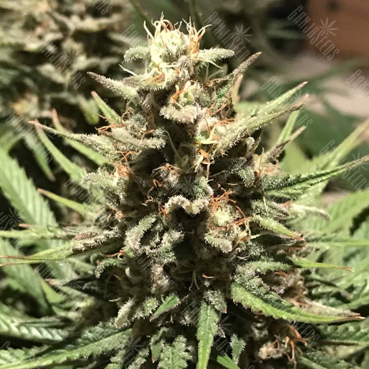семена конопли дешево White Widow feminised Royal Queen семена конопли дешево White Widow feminised Royal Queen