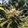 мощные семена конопли White Widow feminised Royal Queen мощные семена конопли White Widow feminised Royal Queen