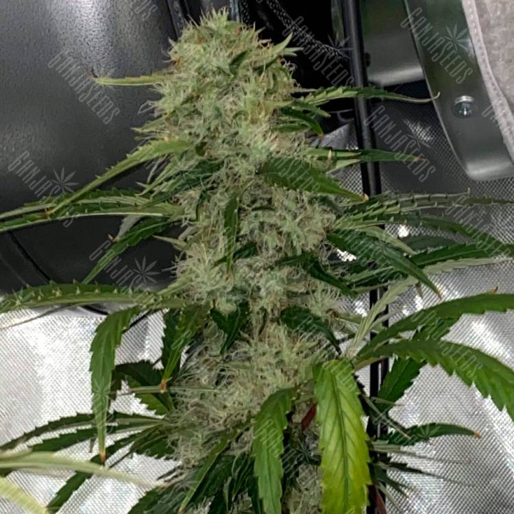 семена конопли недорого Auto Dos-Si-Dos feminised Ganja Seeds семена конопли недорого Auto Dos-Si-Dos feminised Ganja Seeds