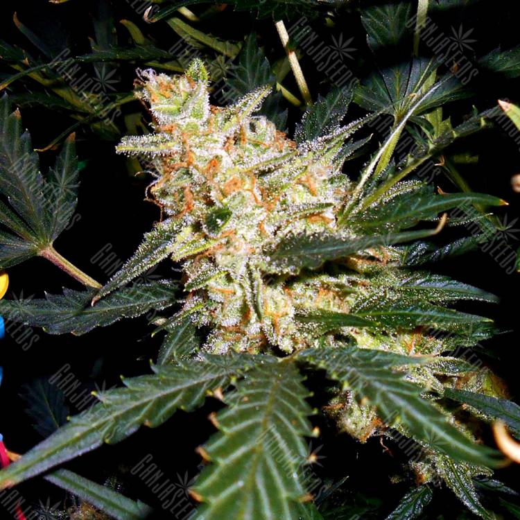 Orange Hill Special feminised Dutch Passion Seeds Orange Hill Special feminised Dutch Passion Seeds