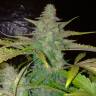 семена конопли гидропоники Auto CBD Northern Lights feminised Ganja Seeds семена конопли гидропоники Auto CBD Northern Lights feminised Ganja Seeds