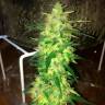 семена конопли дешево Auto CBD Northern Lights feminised Ganja Seeds семена конопли дешево Auto CBD Northern Lights feminised Ganja Seeds