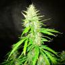 семена конопли для выращивания Auto CBD Northern Lights feminised семена конопли для выращивания Auto CBD Northern Lights feminised