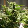 семена конопли курьером Jamaica Blueberry regular Ganja Seeds