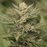 урожайные семена конопли Sapphire Scout feminised Humboldt Seeds