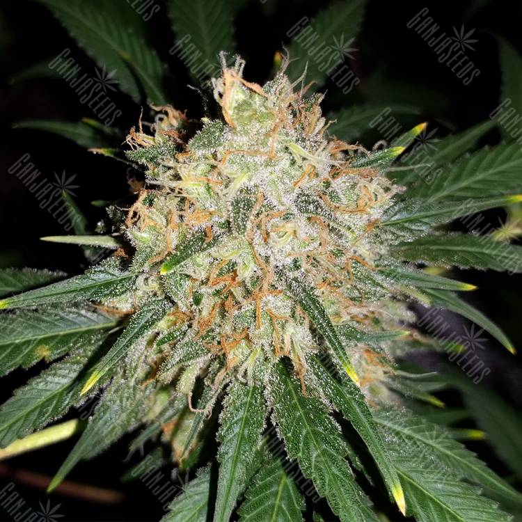 семена конопли в России Bubblelicious feminised Nirvana Seeds семена конопли в России Bubblelicious feminised Nirvana Seeds