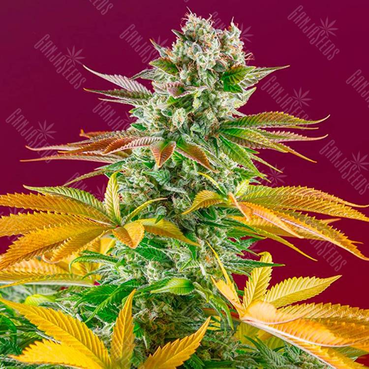 Семена марихуаны в России Gorilla Girl feminised GanjaLiveSeeds Семена марихуаны в России Gorilla Girl feminised GanjaLiveSeeds