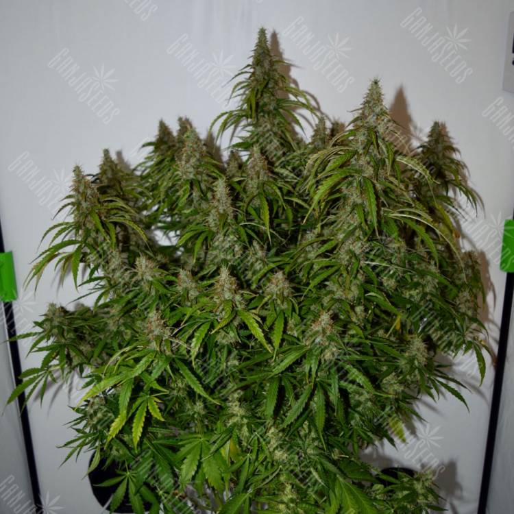 Auto Namor feminised GanjaVIP Seeds Auto Namor feminised GanjaVIP Seeds