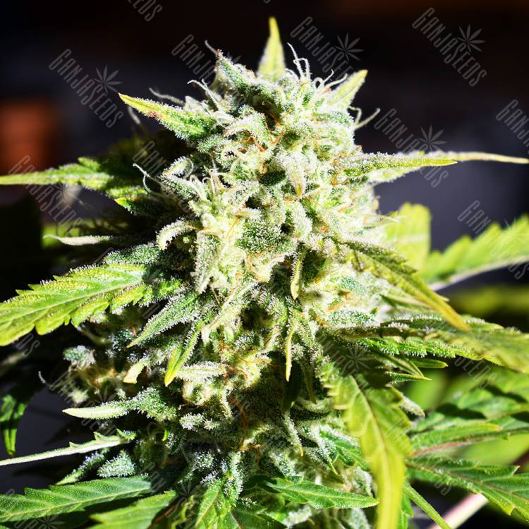 Outlaw Amnesia feminised Dutch Passion Seeds Outlaw Amnesia feminised Dutch Passion Seeds