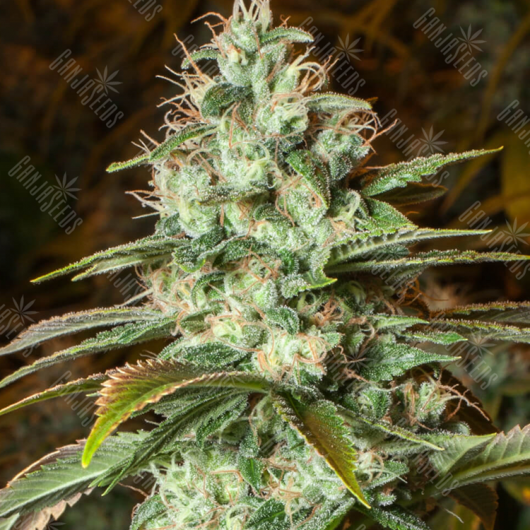 Auto Speedy Gonzales regular Ganja Seeds Auto Speedy Gonzales regular Ganja Seeds