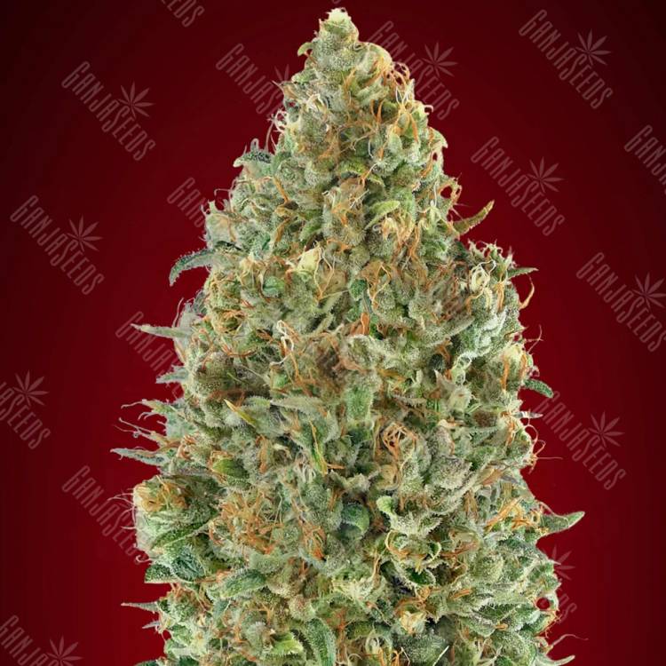 где заказать семена конопли Auto Kaya 47 feminised Advanced Seeds где заказать семена конопли Auto Kaya 47 feminised Advanced Seeds