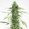 где можно заказать семена конопли Auto Moby Dick XXL feminised Dinafem Seeds где можно заказать семена конопли Auto Moby Dick XXL feminised Dinafem Seeds