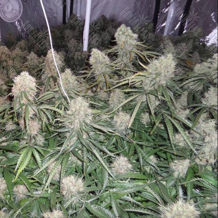заказать качественные семена конопли Auto Moby Dick XXL feminised Dinafem Seeds заказать качественные семена конопли Auto Moby Dick XXL feminised Dinafem Seeds
