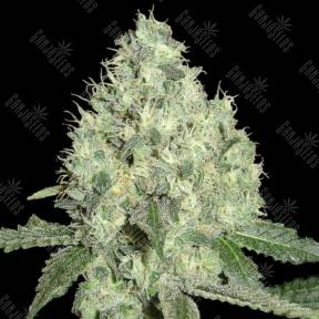 91 Krypt regular DNA Genetics