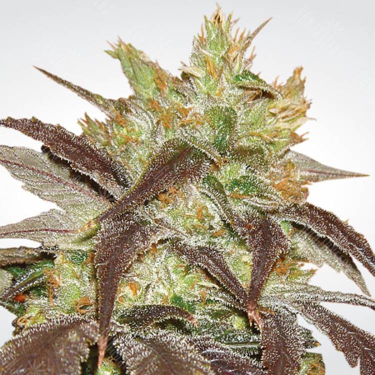 семена конопли марихуаны Spoetnik#1 feminised Paradise Seeds семена конопли марихуаны Spoetnik#1 feminised Paradise Seeds