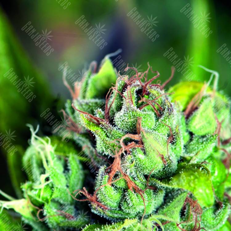 семена культурной конопли купить Tahoe Cure feminised Pyramid Seeds семена культурной конопли купить Tahoe Cure feminised Pyramid Seeds