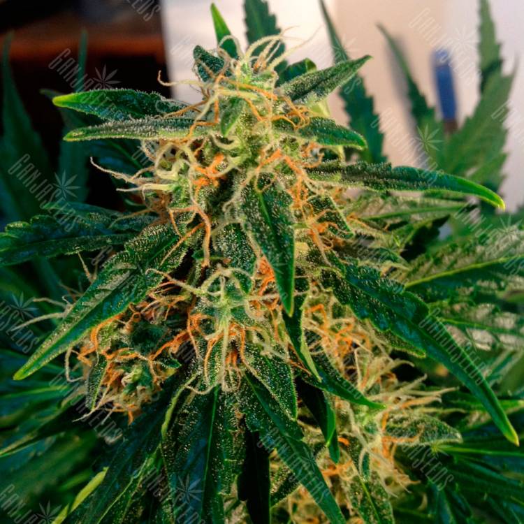 Семена марихуаны Auto Think Big feminised Ganja Seeds Семена марихуаны Auto Think Big feminised Ganja Seeds