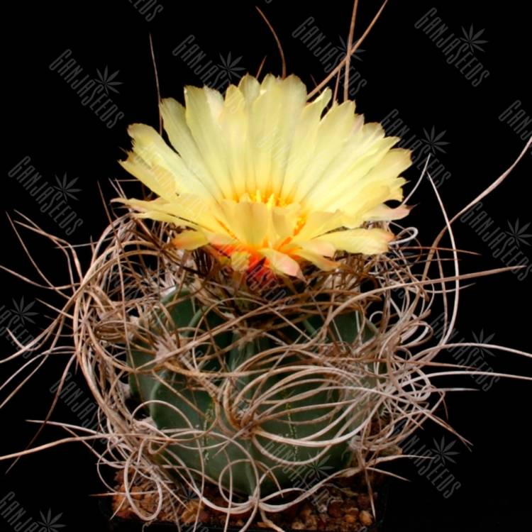 Семена кактуса Astrophytum senile Семена кактуса Astrophytum senile