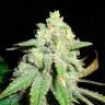 семена конопли в фирменной упаковке Auto CBD White Widow feminised семена конопли в фирменной упаковке Auto CBD White Widow feminised