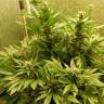 семена конопли автоцвет Auto CBD White Widow feminised семена конопли автоцвет Auto CBD White Widow feminised