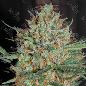 Auto White Widow CBD feminised Ganja Seeds