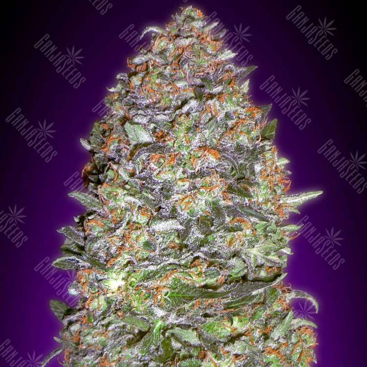 заказ семян конопли Auto NYC Diesel feminised Advanced Seeds заказ семян конопли Auto NYC Diesel feminised Advanced Seeds