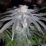 семена конопли 707 Truthband by Emerald Mountain feminised Humboldt Seeds семена конопли 707 Truthband by Emerald Mountain feminised Humboldt Seeds