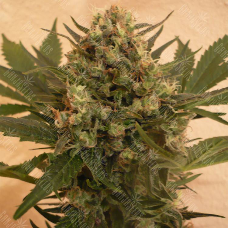 семена конопли марихуаны Chrystal feminised Nirvana Seeds семена конопли марихуаны Chrystal feminised Nirvana Seeds