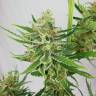 заказ семян конопли Спб Sweet Amnesia Haze feminised Sweet Seeds заказ семян конопли Спб Sweet Amnesia Haze feminised Sweet Seeds