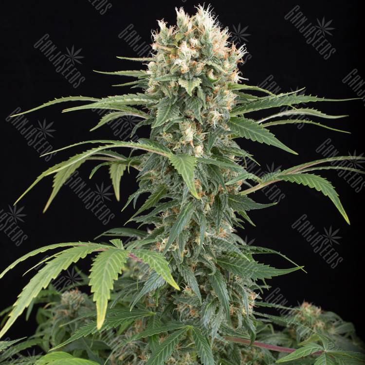 Blue Thai feminised Dinafem Seeds Blue Thai feminised Dinafem Seeds