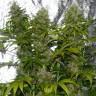 семена конопли марихуаны La Blanca regular Ganja Seeds