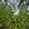 семена конопли элитных сортов La Blanca regular Ganja Seeds