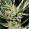семена конопли Москва Auto OG Kush feminised Dinafem Seeds семена конопли Москва Auto OG Kush feminised Dinafem Seeds