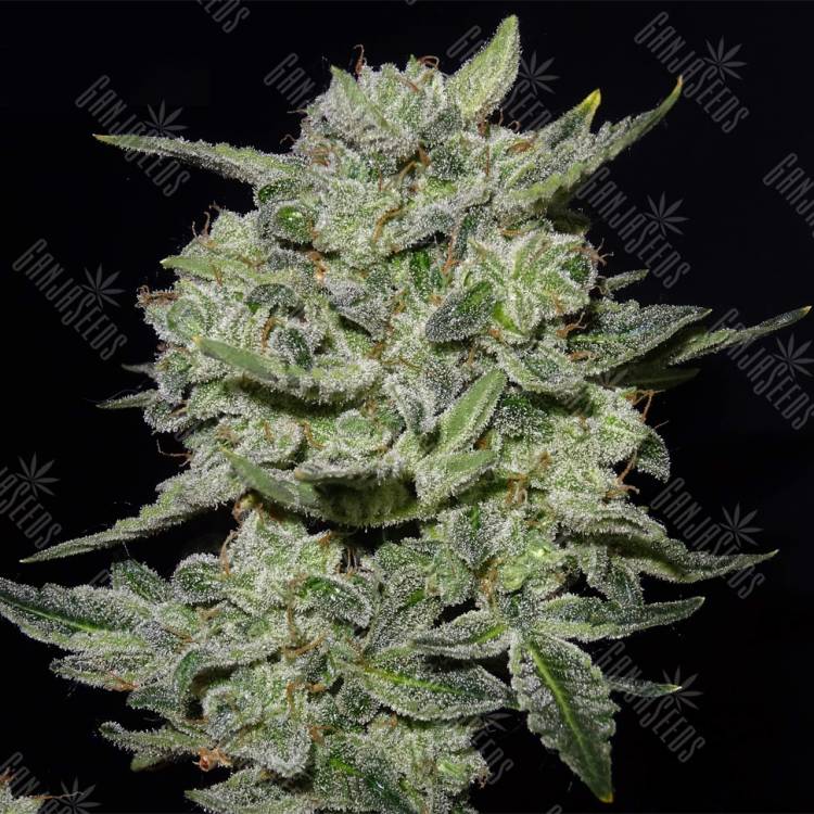 семена индийской конопли Auto Lemon AK feminised Fast Buds семена индийской конопли Auto Lemon AK feminised Fast Buds