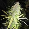 семена конопли Speedy Chile (Fast Flowering) feminised Royal Queen семена конопли Speedy Chile (Fast Flowering) feminised Royal Queen