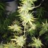семена конопли почтой Speedy Chile (Fast Flowering) feminised Royal Queen семена конопли почтой Speedy Chile (Fast Flowering) feminised Royal Queen
