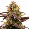 качественные семена конопли Auto Somango x Blueberry feminised качественные семена конопли Auto Somango x Blueberry feminised