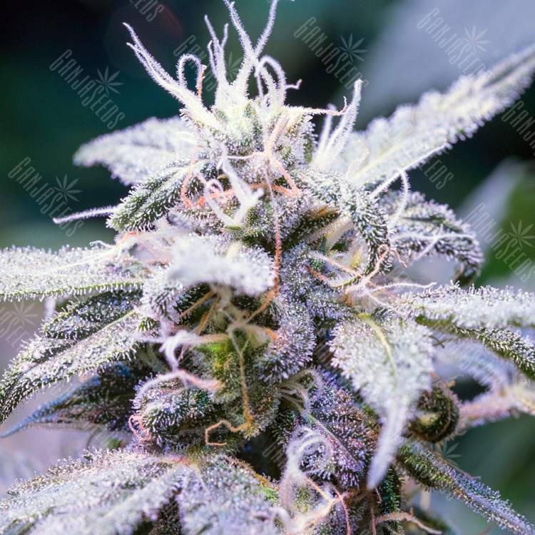 семена индийской конопли Himalaya Blue Diesel feminised семена индийской конопли Himalaya Blue Diesel feminised