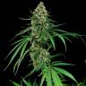 семена конопли интернет магазин Auto Critical feminised семена конопли интернет магазин Auto Critical feminised