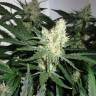 качественные семена конопли Super Lemon Haze feminised Green House Seeds качественные семена конопли Super Lemon Haze feminised Green House Seeds